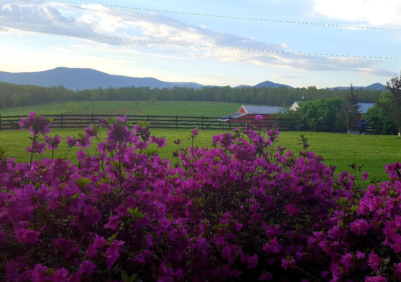 Piney Hill B&B And Cottages Luray Exterior foto